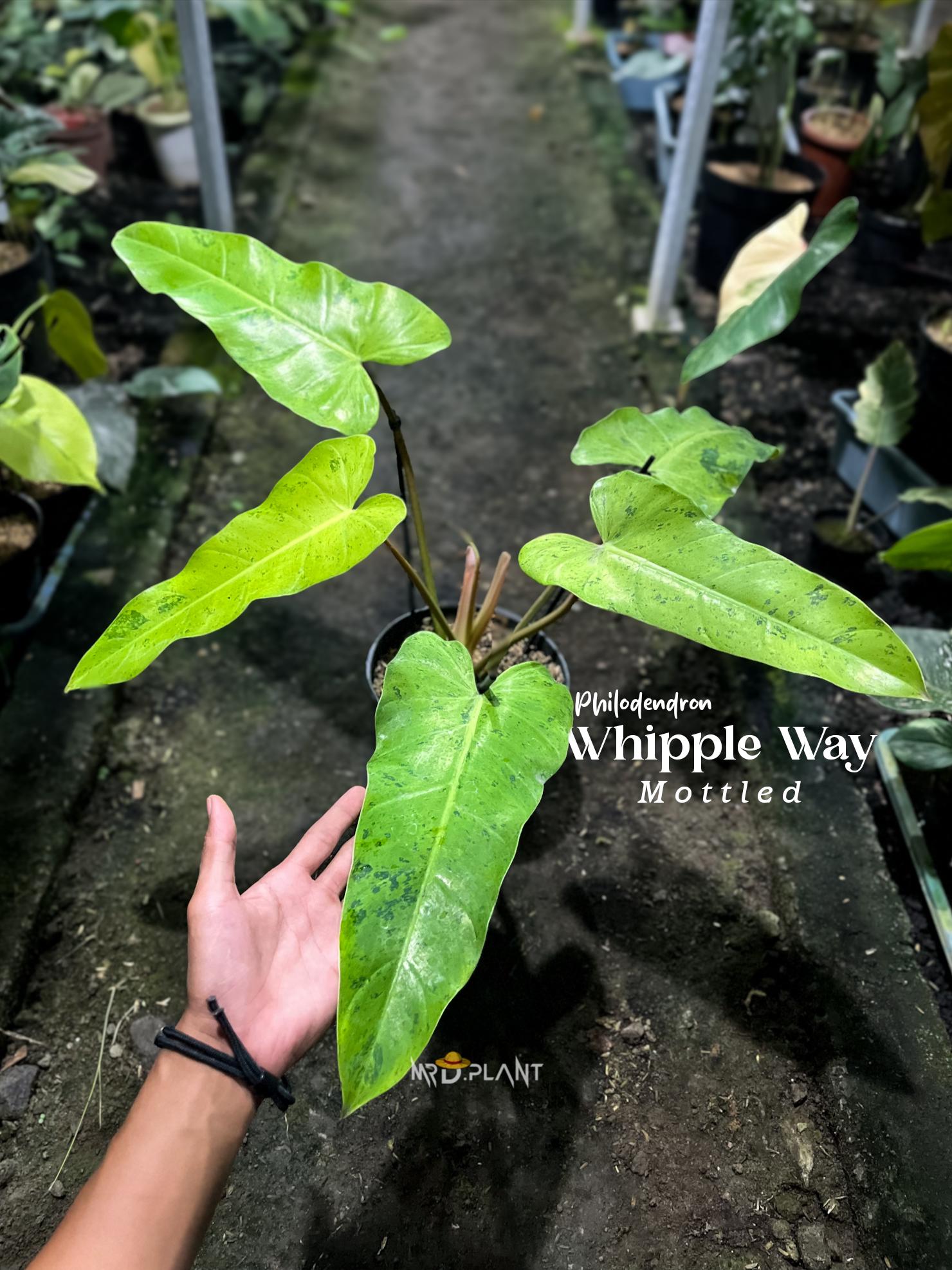 Whipple way philodendron - Etsy 日本