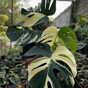 Puede incluir: Primer plano de una planta de Monstera con hojas grandes y abigarradas. Las hojas muestran una mezcla de verde oscuro, blanco crema y verde claro. La planta se sostiene frente a un fondo borroso de otras plantas.