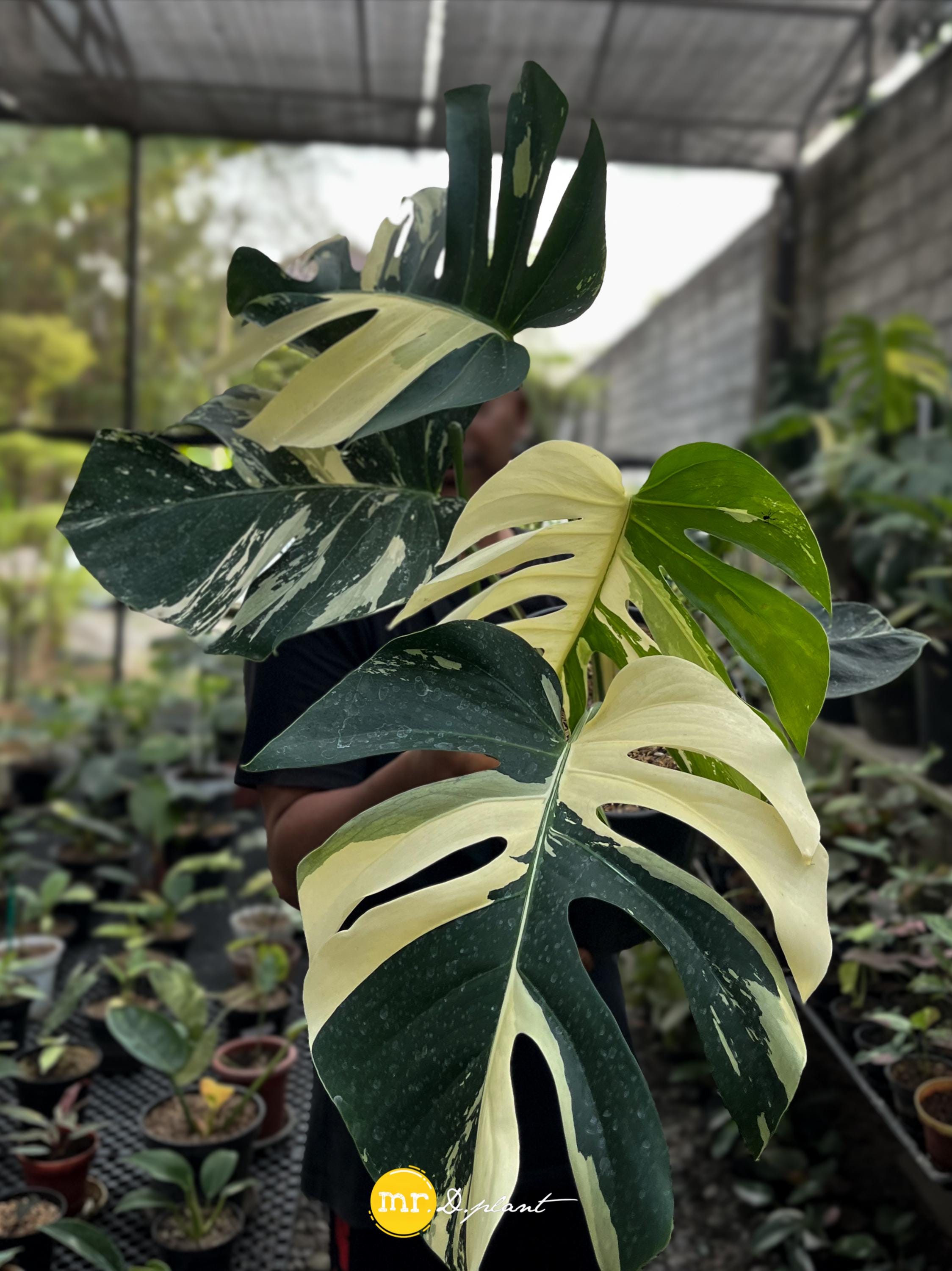 Monstera mint noid jungle mint - Etsy 日本