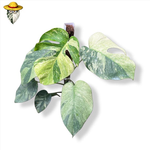 painted lady philodendron Philodendron Painted Lady | Houseplants main image 0
