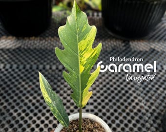 Philodendron Caramel Variegated | Real Pictures | Rare Aroid | Collector's Choice