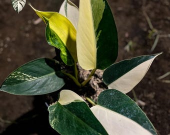 Philodendron Green Congo Variegated Live Plant – Medium Size Home Decor