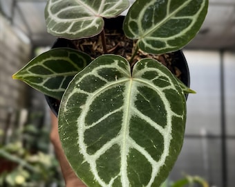 Anthurium Crystallinum Red Tiger / Immagine reale / Pianta tropicale rara / Aroide a foglia di velluto