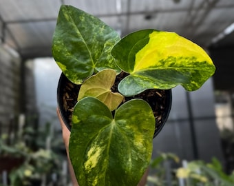 アンスリウム パピリラミナム X-One (セルフ) | ピュア X-One | 希少な