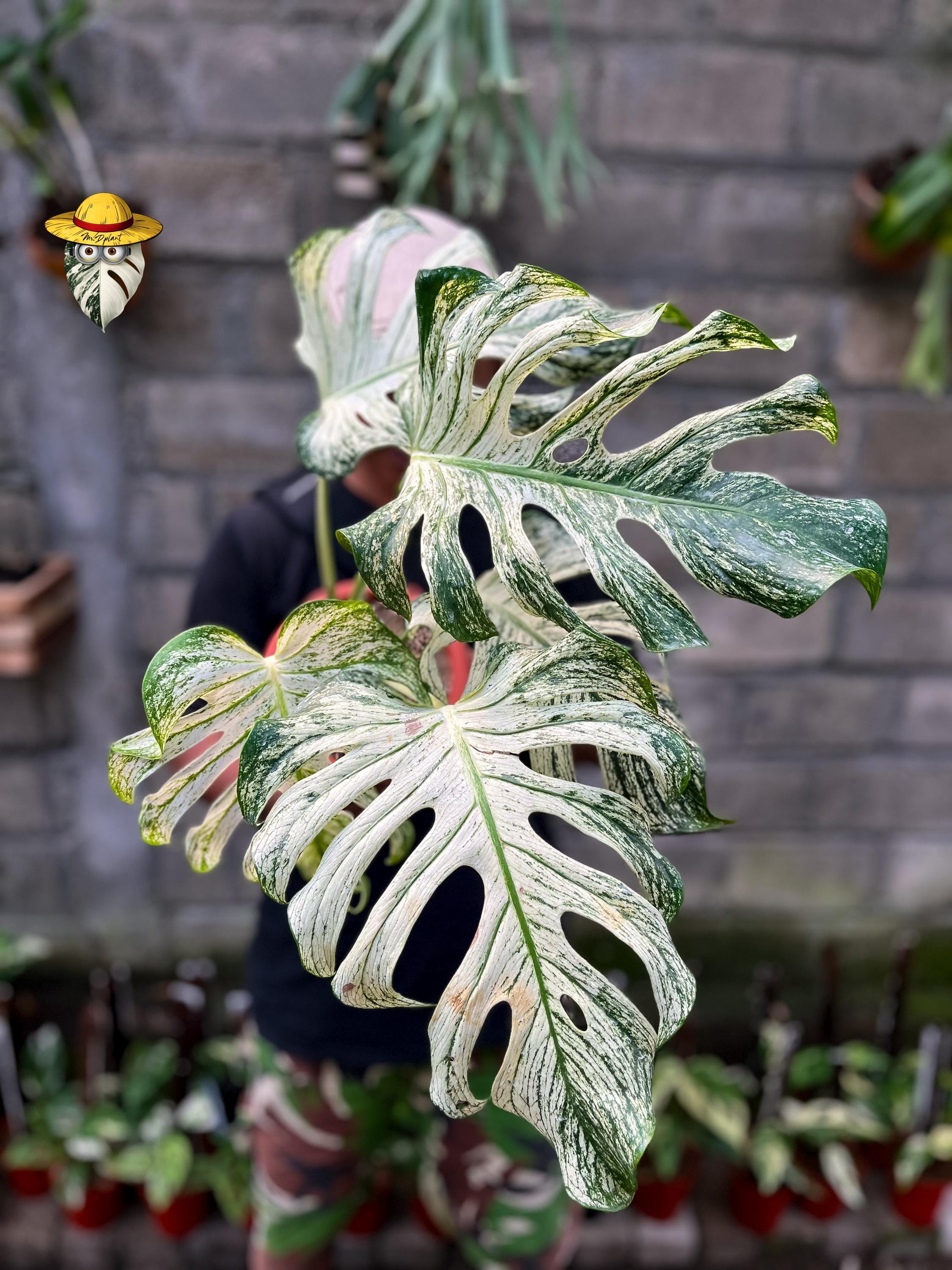 Monstera devil monster - Etsy 日本