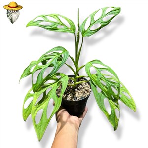 philodendron sunrise Philodendron Thai Sunrise