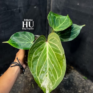 May include: Anthurium HU (King of Spades) plant with large, heart-shaped, green leaves featuring prominent white veins. The plant is held by a person with a black bracelet. The background is dark.