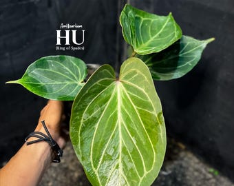 Anthurium HU (King of Spades) | Real Picture | Rare Tropical Aroid