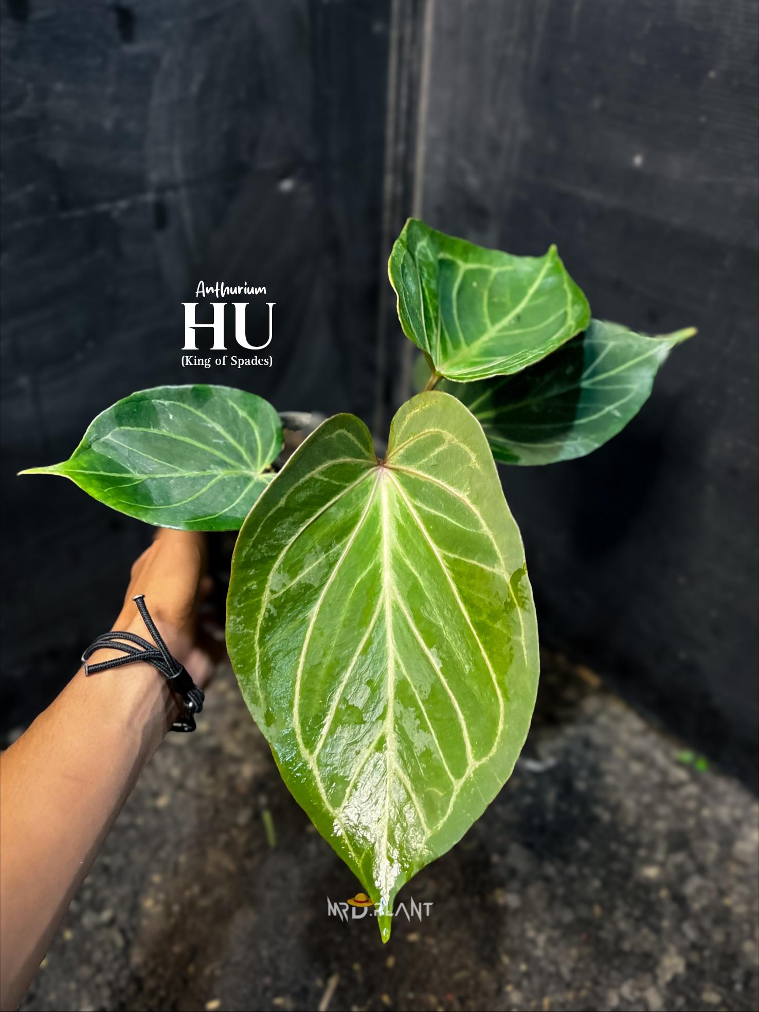 Anthurium ace of spades - Etsy 日本