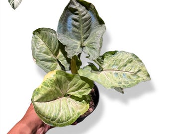 Planta viva abigarrada de Syngonium Orm Thong Mutation (foto real)