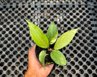 Anthurium Obor Variegated | Real Picture | Tropical Plant | Rare Aroid