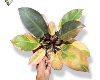 フィロデンドロン・ブラック・カーディナル斑入り希少観賞植物 - Etsy 日本