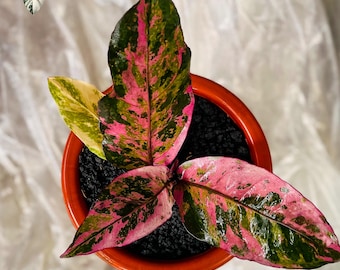 Anthurium Hookeri Pink Diamond levande växt - sällsynt tropisk aroid