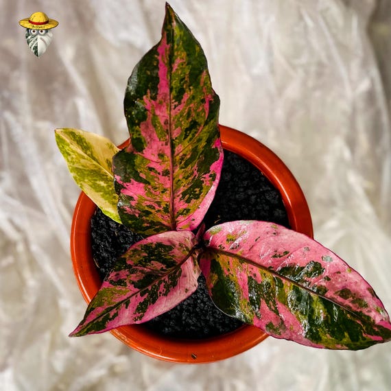 Anthurium Hookeri Pink Diamond Live Plant - Rare Tropical Aroid