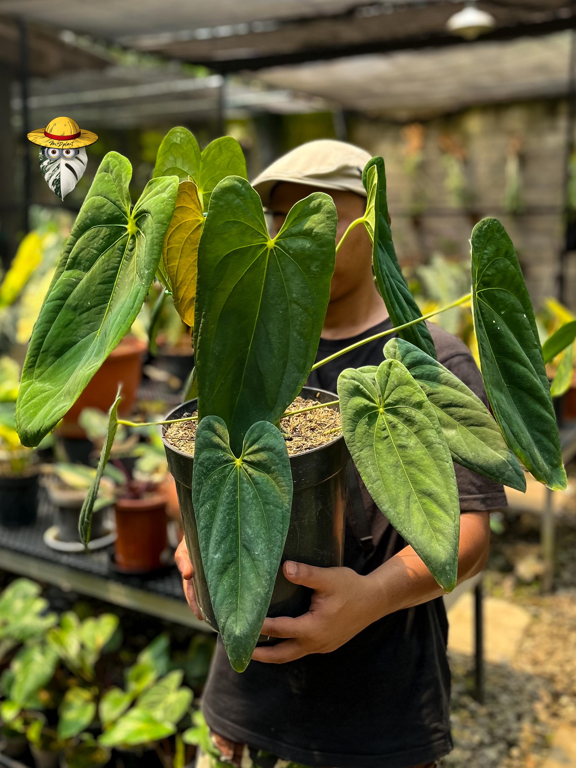 Anthurium dark phoenix - Etsy 日本
