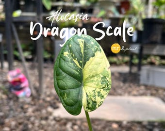 Alocasia Dragon Scale Variegated – Preorder TC Starter Plant Rare