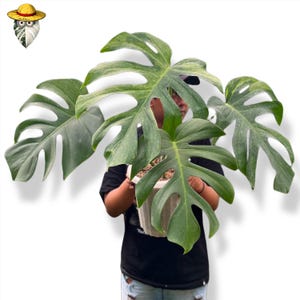 Monstera Jungle Mint Big Size Rare Aroid Actual Plant (Real Photo)