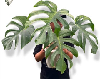希少なモンステラ オーシャンミント 斑入り（トッププラント、特大