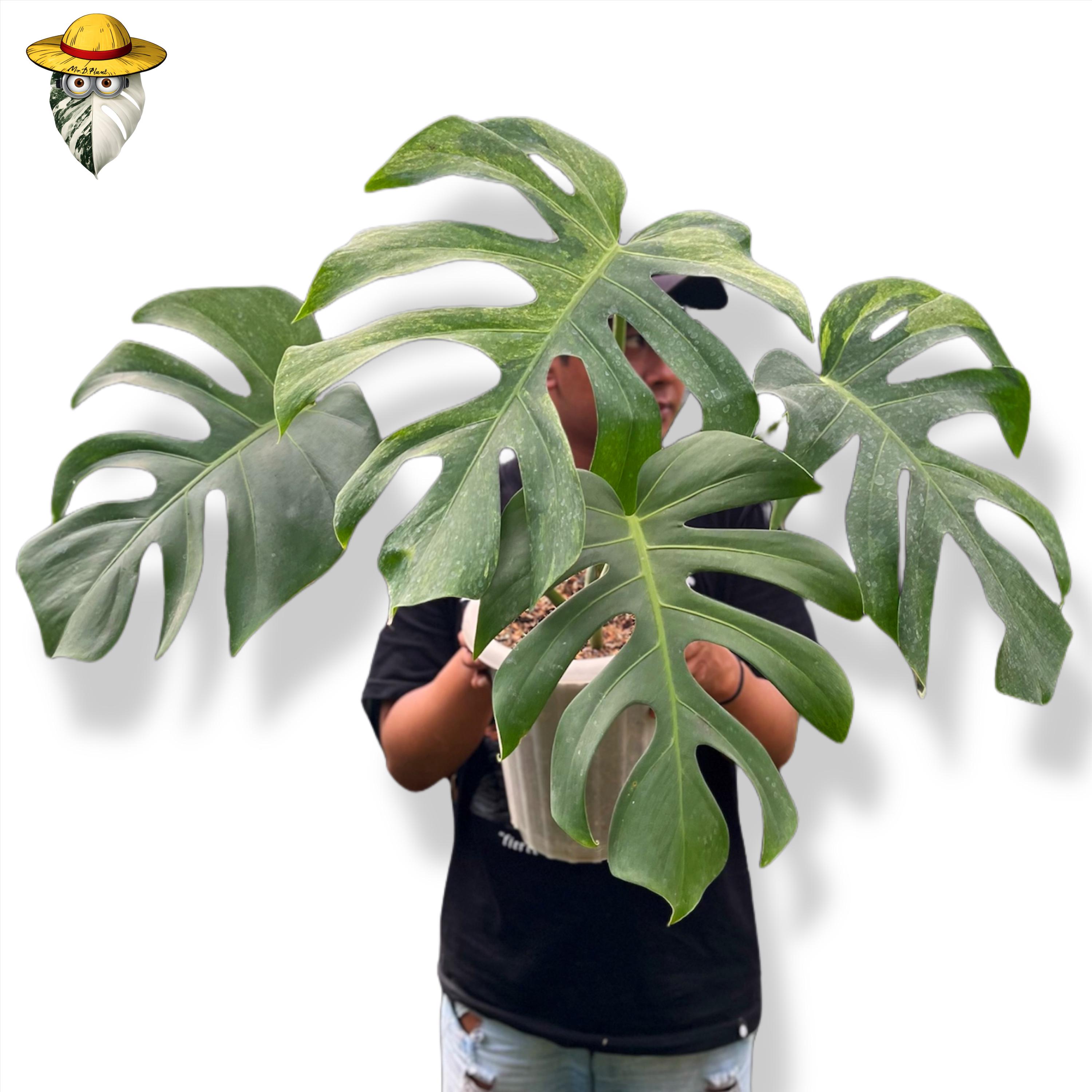 Bulbasaur monstera - Etsy 日本