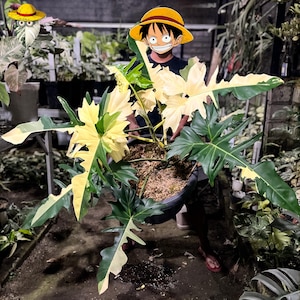 以下が含まれることがあります： 大きな葉を持つ鉢植えのフィロデンドロン。葉は、濃い緑色、クリームイエロー、白のセクションがあり、印象的な色のバリエーションを示しています。植物は黒い鉢に入っており、背景には他の植物が見えます。