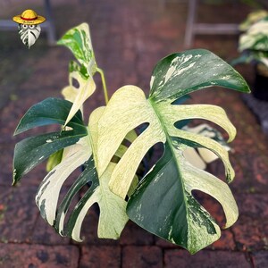 Monstera Jungle Mint High Variegated Live Plant Pots - Rare Collector Aroid Real Photo