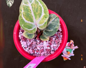 Anthurium Red Crystallinum Michelle Variegated Live Plant - Rara Aroid Foto Real