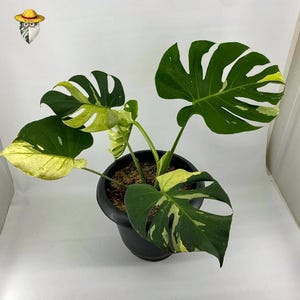Monstera White Tears Yakuza (Planta viva) - Arácea tropical rara