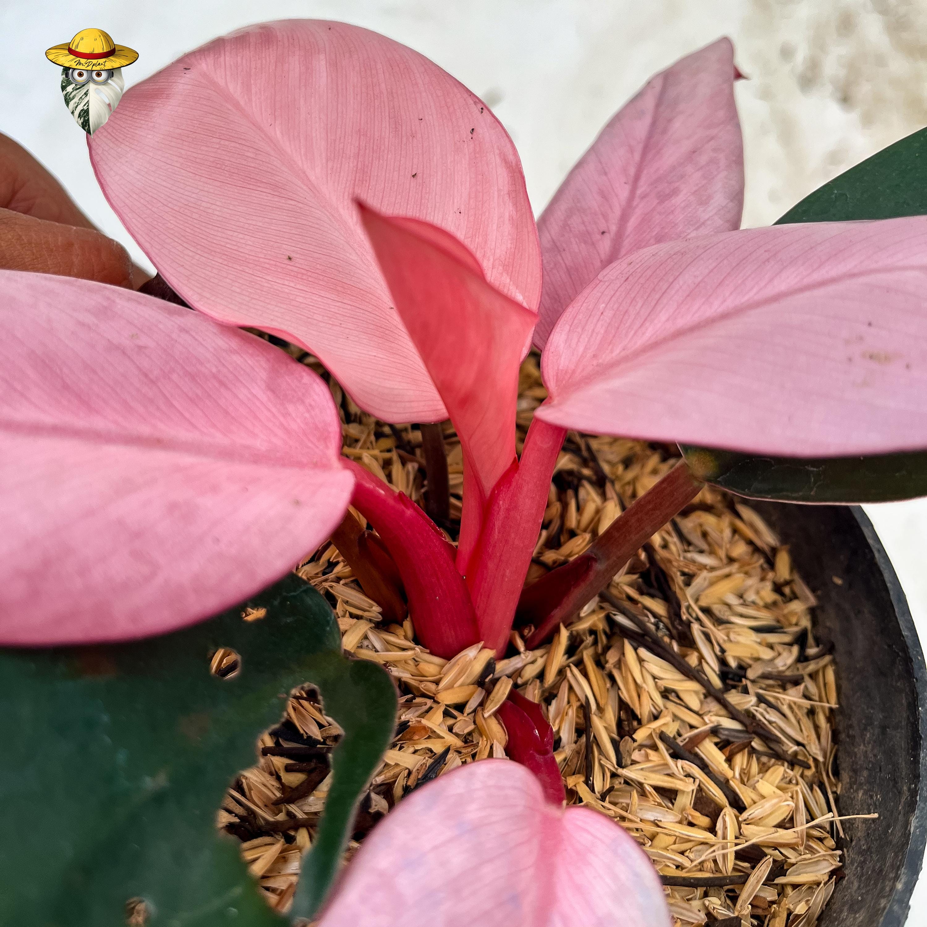Variegated Philodendron Pink Congo Live Plant - House Plant Real Photo ...