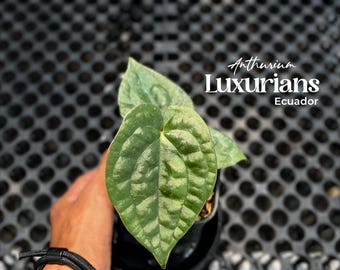 Anthurium Luxurians Ecuador | Real Picture | Rare Exotic Aroid Tropical Plant