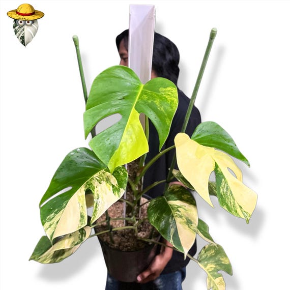Monstera Marmorata Aurea Halfmoon Big Size Live Plant (real Photo) Unique  Leaves - Etsy Israel