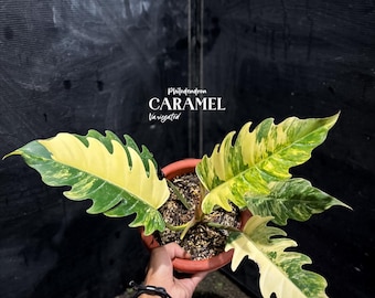 Philodendron Caramel Variegated | Rare Aroid | Collector's Choice