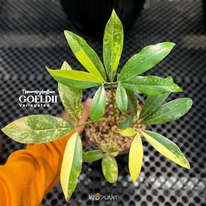 Philodendron Goeldii Variegated - Etsy
