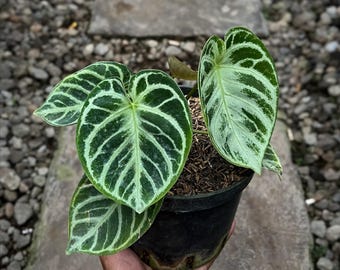 Anthurium Dorayaki Orthodoxs (Elephant Ear) | Real Picture | Rare Tropical Aroid