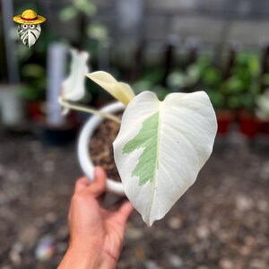 philodendron squamiferum kaufen Philodendron squamiferum – Foliage Factory main image 0
