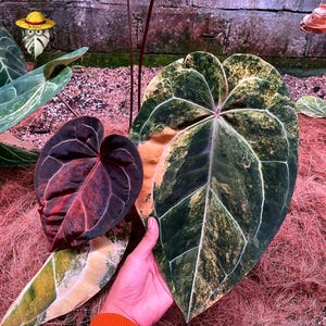 May include: An Anthurium plant featuring a large, heart-shaped leaf with variegated dark green and yellow patterns, alongside a smaller, deep burgundy leaf with red veining. The plant displays prominent white veins and a smooth texture.