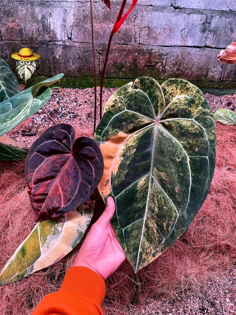 May include: An Anthurium plant featuring a large, heart-shaped leaf with variegated dark green and yellow patterns, alongside a smaller, deep burgundy leaf with red veining. The plant displays prominent white veins and a smooth texture.