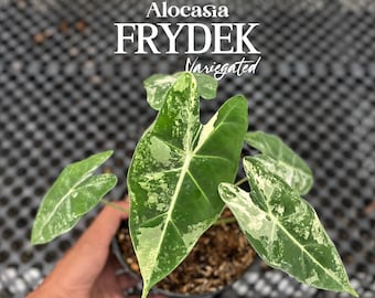 アロカシア フリーデック 斑入り 4インチポット 斑入り植物 - 栽培者の