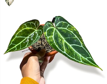 Anthurium Variegated Crystallinum, pianta viva (foto reale)