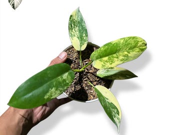 Philodendron Florida Beauty X Distantilobum bonte (echte foto) levende plant