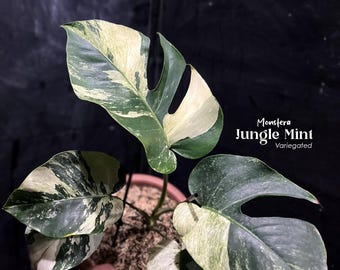 Monstera Jungle Mintbont | Echte afbeelding | Zeldzame tropische aroide | Kamerplant
