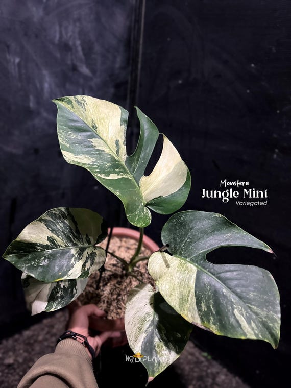 Monstera Jungle Mint bunt | Echtbild | Seltene Tropische Aronstab |  Zimmerpflanze - Etsy.de