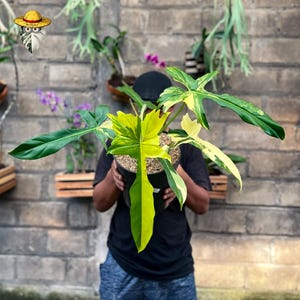 philodendron red moon 4" Philodendron Yellow Frame Red Moon Variegated  Uncommon Canopy
