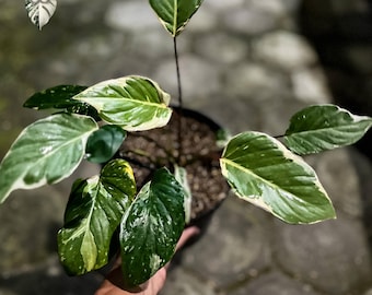 Homalomena Marshmellow (Planta viva variegada) - Hermosa planta de interior (Foto real)