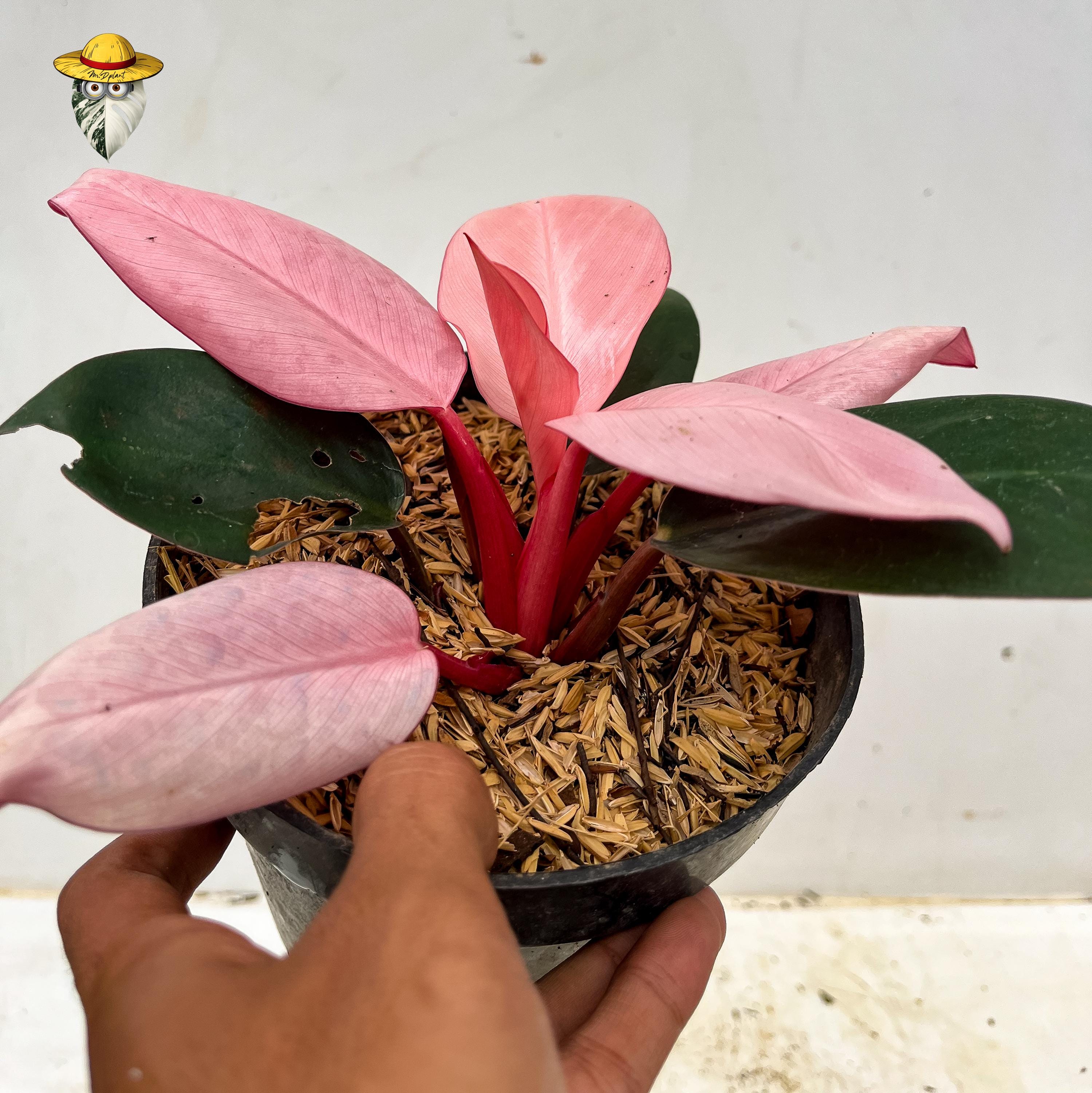 Variegated Philodendron Pink Congo Live Plant - House Plant Real Photo ...