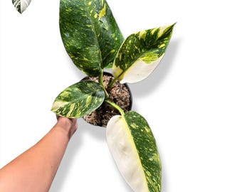 Philodendron Grön Kongomarmor Brokig (Riktigt foto) Levande tropisk växt