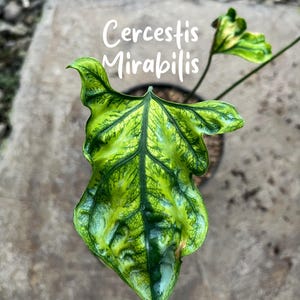 Cercestis mirabilis - Etsy 日本