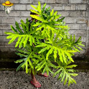 Könnte beinhalten: Eine große, lebendige grüne Pflanze mit tief gelappten Blättern. Die Blätter weisen eine auffällige gelb-grüne Panaschierung auf, die eine helle und auffällige Darstellung erzeugt. Die Pflanze wird von einer Person mit roten Sandalen vor einer grauen Backsteinmauer gehalten.