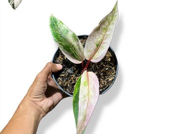 Anthurium Hookeri Pink Variegated 4