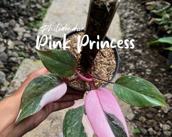 Filodendro Princesa Rosa Mármol / Aroide Abigarrado Raro / Imagen de Planta Real