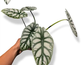 Alocasia Drachenschuppe Mittlere Größe (Reales Foto) Lebende Pflanze